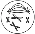 2026年广东省高中生物学业水平合格性考试试题模拟试题和详解(一)(附word下载) ⊙-第11张图片-四季读书网 2026年广东省高中生物学业水平合格性考试试题模拟试题和详解(一)(附word下载) ⊙-第11张图片-四季读书网