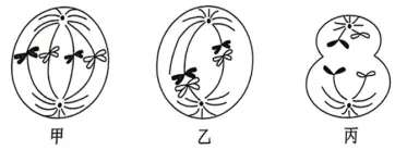 2026年广东省高中生物学业水平合格性考试试题模拟试题和详解(一)(附word下载) ⊙-第13张图片-四季读书网 2026年广东省高中生物学业水平合格性考试试题模拟试题和详解(一)(附word下载) ⊙-第13张图片-四季读书网