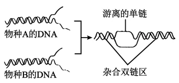 2026年广东省高中生物学业水平合格性考试试题模拟试题和详解(一)(附word下载) ⊙-第15张图片-四季读书网 2026年广东省高中生物学业水平合格性考试试题模拟试题和详解(一)(附word下载) ⊙-第15张图片-四季读书网