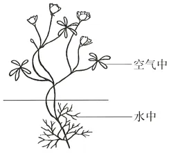 2026年广东省高中生物学业水平合格性考试试题模拟试题和详解(一)(附word下载) ⊙-第16张图片-四季读书网 2026年广东省高中生物学业水平合格性考试试题模拟试题和详解(一)(附word下载) ⊙-第16张图片-四季读书网