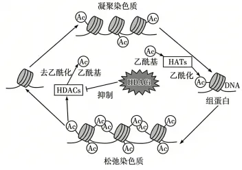 2026年广东省高中生物学业水平合格性考试试题模拟试题和详解(一)(附word下载) ⊙-第17张图片-四季读书网 2026年广东省高中生物学业水平合格性考试试题模拟试题和详解(一)(附word下载) ⊙-第17张图片-四季读书网