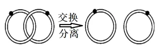 2026年广东省高中生物学业水平合格性考试试题模拟试题和详解(一)(附word下载) ⊙-第18张图片-四季读书网 2026年广东省高中生物学业水平合格性考试试题模拟试题和详解(一)(附word下载) ⊙-第18张图片-四季读书网