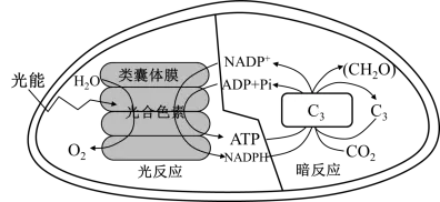 2026年广东省高中生物学业水平合格性考试试题模拟试题和详解(一)(附word下载) ⊙-第20张图片-四季读书网 2026年广东省高中生物学业水平合格性考试试题模拟试题和详解(一)(附word下载) ⊙-第20张图片-四季读书网
