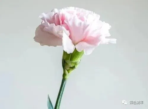 让学生一看就懂的中考考场作文应对技巧与策略-第4张图片-四季读书网 让学生一看就懂的中考考场作文应对技巧与策略-第4张图片-四季读书网