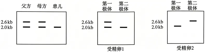 【高考真题】2026年安徽省普通高中学业水平选择性考生物学试题及详细解析-第5张图片-四季读书网