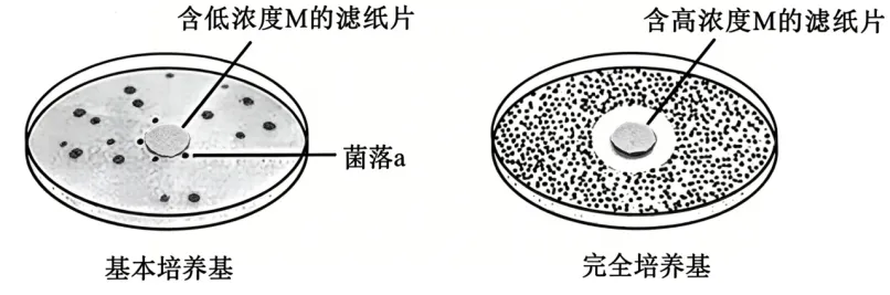 【高考真题】2026年安徽省普通高中学业水平选择性考生物学试题及详细解析-第6张图片-四季读书网