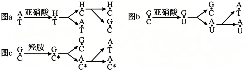 【资源建设】2026高考生物学真题(安徽卷)(Word+解析)-第4张图片-四季读书网