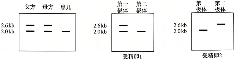 【资源建设】2026高考生物学真题(安徽卷)(Word+解析)-第5张图片-四季读书网