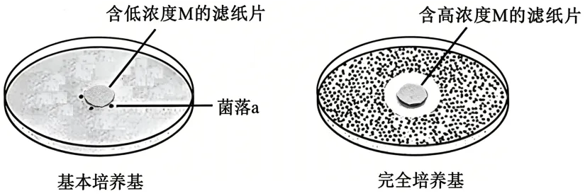 【资源建设】2026高考生物学真题(安徽卷)(Word+解析)-第6张图片-四季读书网