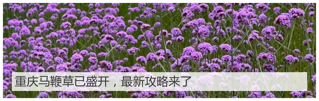 2026年重庆中考招生咨询会定了!学校、学生、家长均免费-第19张图片-四季读书网 2026年重庆中考招生咨询会定了!学校、学生、家长均免费-第19张图片-四季读书网