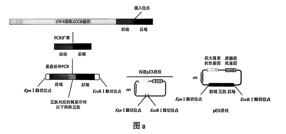 2026年云南省高考生物试卷真题-第4张图片-四季读书网 2026年云南省高考生物试卷真题-第4张图片-四季读书网