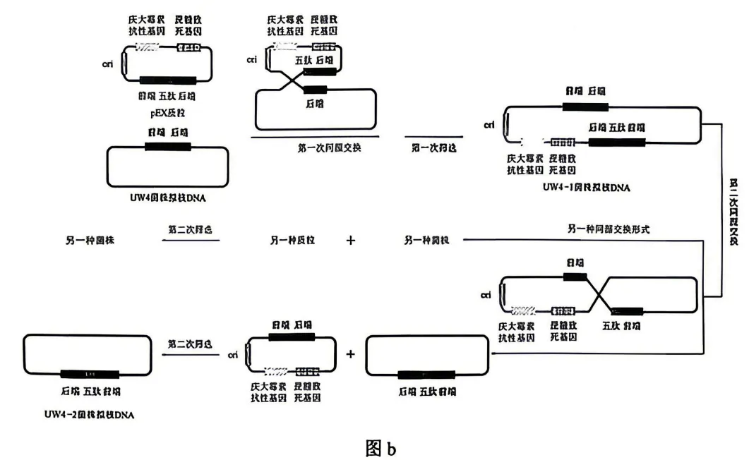 2026年云南省高考生物试卷真题-第5张图片-四季读书网 2026年云南省高考生物试卷真题-第5张图片-四季读书网