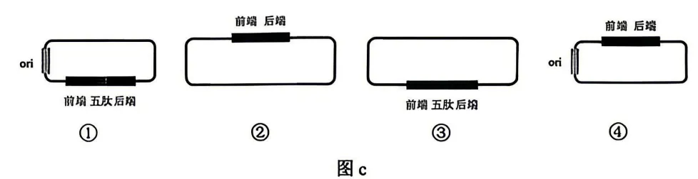 2026年云南省高考生物试卷真题-第6张图片-四季读书网 2026年云南省高考生物试卷真题-第6张图片-四季读书网