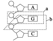 2026年河南省高中生物学业水平合格性考试模拟试题和答案(一)(附word下载) ⊙-第8张图片-四季读书网 2026年河南省高中生物学业水平合格性考试模拟试题和答案(一)(附word下载) ⊙-第8张图片-四季读书网