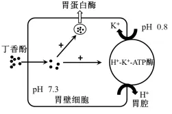 2026年河南省高中生物学业水平合格性考试模拟试题和答案(一)(附word下载) ⊙-第11张图片-四季读书网 2026年河南省高中生物学业水平合格性考试模拟试题和答案(一)(附word下载) ⊙-第11张图片-四季读书网