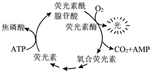 2026年河南省高中生物学业水平合格性考试模拟试题和答案(一)(附word下载) ⊙-第12张图片-四季读书网 2026年河南省高中生物学业水平合格性考试模拟试题和答案(一)(附word下载) ⊙-第12张图片-四季读书网