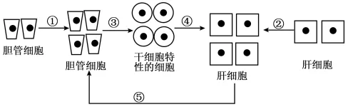 2026年河南省高中生物学业水平合格性考试模拟试题和答案(一)(附word下载) ⊙-第13张图片-四季读书网 2026年河南省高中生物学业水平合格性考试模拟试题和答案(一)(附word下载) ⊙-第13张图片-四季读书网