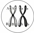 2026年河南省高中生物学业水平合格性考试模拟试题和答案(一)(附word下载) ⊙-第15张图片-四季读书网 2026年河南省高中生物学业水平合格性考试模拟试题和答案(一)(附word下载) ⊙-第15张图片-四季读书网