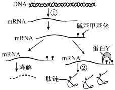 2026年河南省高中生物学业水平合格性考试模拟试题和答案(一)(附word下载) ⊙-第18张图片-四季读书网 2026年河南省高中生物学业水平合格性考试模拟试题和答案(一)(附word下载) ⊙-第18张图片-四季读书网