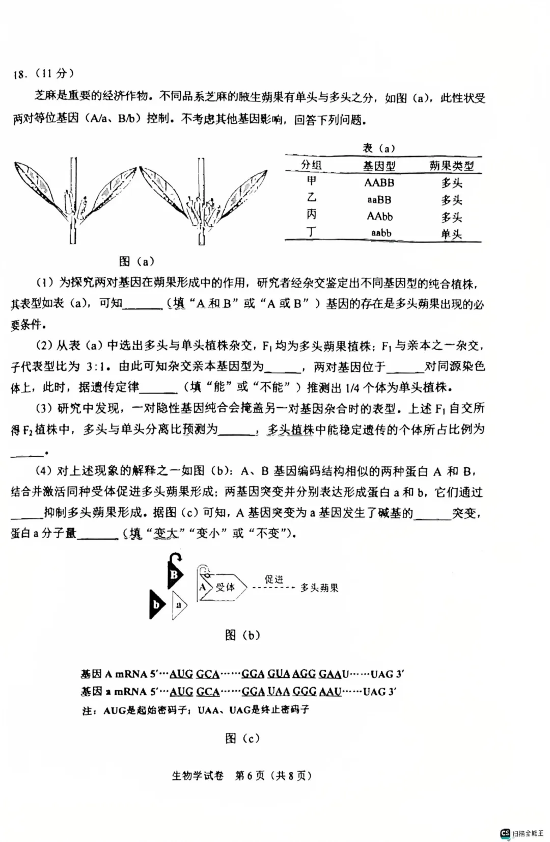 【高考真题】2026陕西省生物学高考真题(图片版)-第6张图片-四季读书网