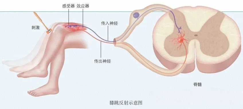【2026安徽真题研究08】 膝跳反射亢进?别慌,这是“刹车”失灵了!-第2张图片-四季读书网 【2026安徽真题研究08】 膝跳反射亢进?别慌,这是“刹车”失灵了!-第2张图片-四季读书网