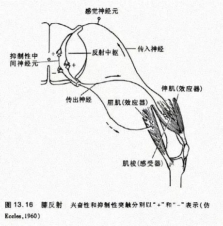 【2026安徽真题研究08】 膝跳反射亢进?别慌,这是“刹车”失灵了!-第4张图片-四季读书网 【2026安徽真题研究08】 膝跳反射亢进?别慌,这是“刹车”失灵了!-第4张图片-四季读书网