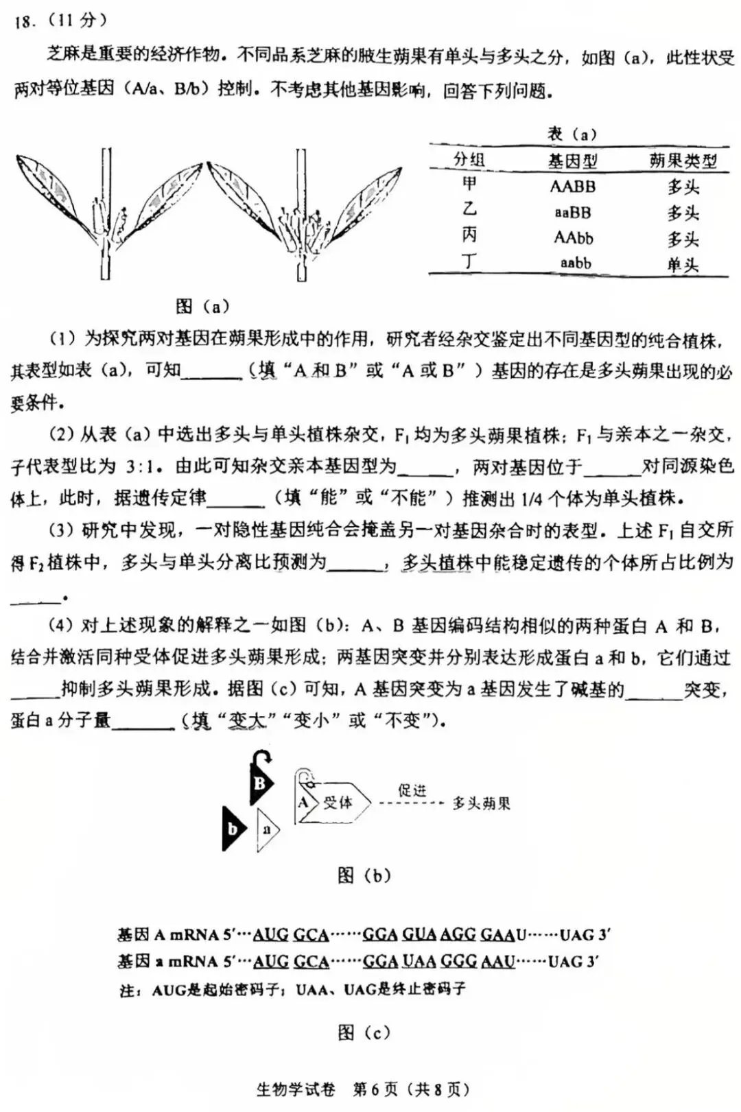 2026年陕西高考生物真题卷-第5张图片-四季读书网
