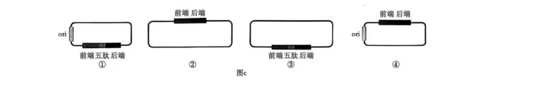 高考|2026|生物试卷-第9张图片-四季读书网 高考|2026|生物试卷-第9张图片-四季读书网