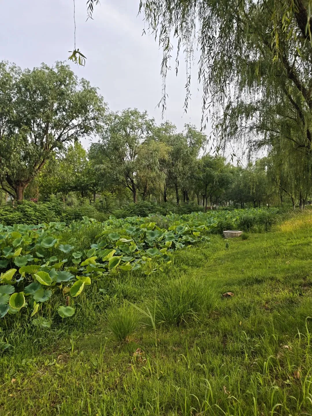 中考不必焦虑,写作更无需迷茫,漫步小湄河,我的图片或许能够治愈你人间焦虑-第5张图片-四季读书网 中考不必焦虑,写作更无需迷茫,漫步小湄河,我的图片或许能够治愈你人间焦虑-第5张图片-四季读书网