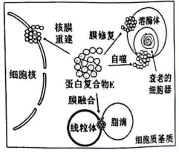2026年生物高考真题 陕晋青宁卷-第1张图片-四季读书网 2026年生物高考真题 陕晋青宁卷-第1张图片-四季读书网