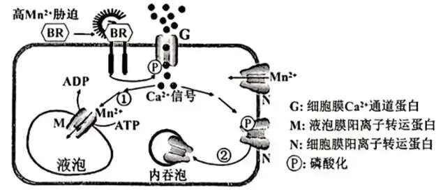 2026年生物高考真题 陕晋青宁卷-第3张图片-四季读书网 2026年生物高考真题 陕晋青宁卷-第3张图片-四季读书网