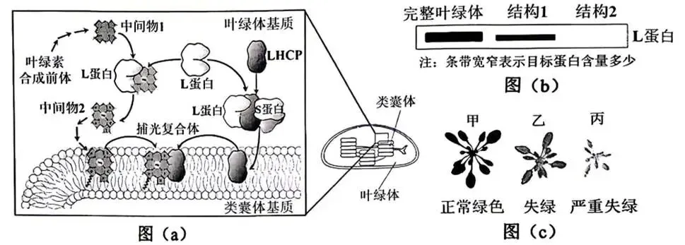 2026年生物高考真题 陕晋青宁卷-第8张图片-四季读书网 2026年生物高考真题 陕晋青宁卷-第8张图片-四季读书网