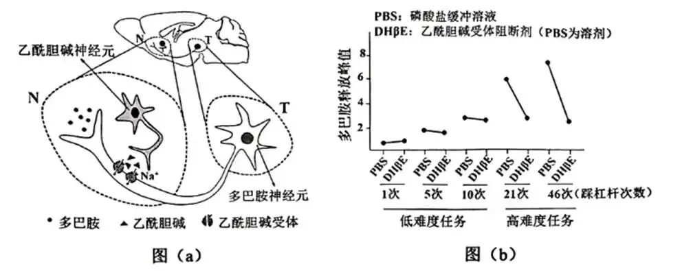 2026年生物高考真题 陕晋青宁卷-第11张图片-四季读书网 2026年生物高考真题 陕晋青宁卷-第11张图片-四季读书网