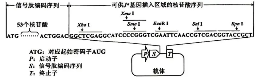 2026年生物高考真题 陕晋青宁卷-第13张图片-四季读书网 2026年生物高考真题 陕晋青宁卷-第13张图片-四季读书网