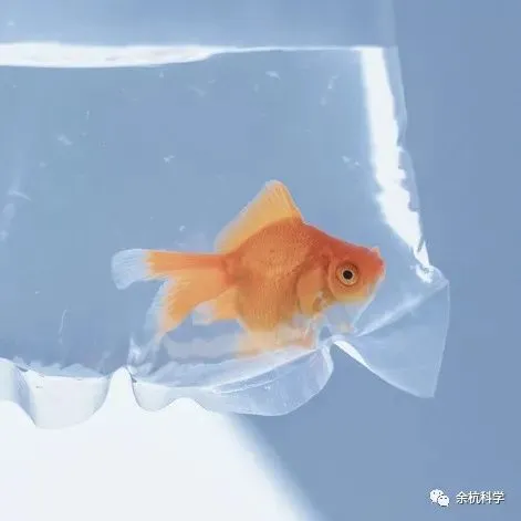 【中考模拟】浙江省金华市义乌市稠州中学九年级科学中考适应性试卷26.6.10(含答案)-第20张图片-四季读书网