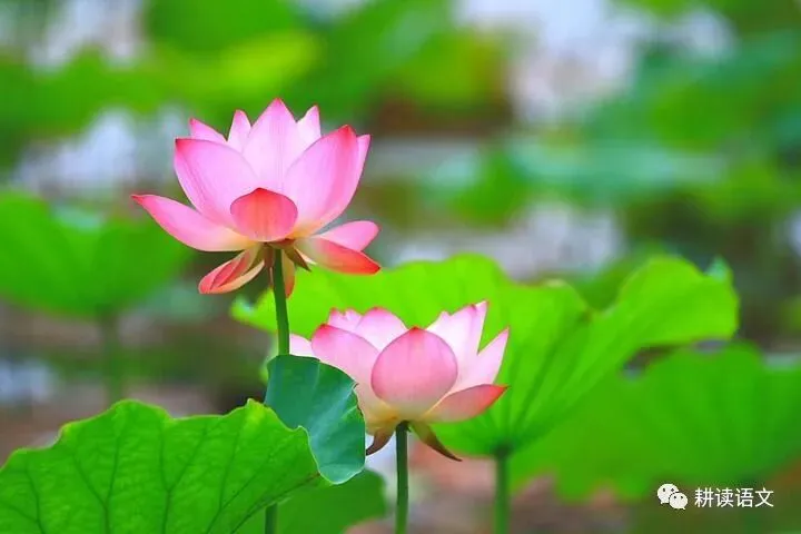 中考满分作文:托物言志类作文(范文10篇)-第4张图片-四季读书网 中考满分作文:托物言志类作文(范文10篇)-第4张图片-四季读书网