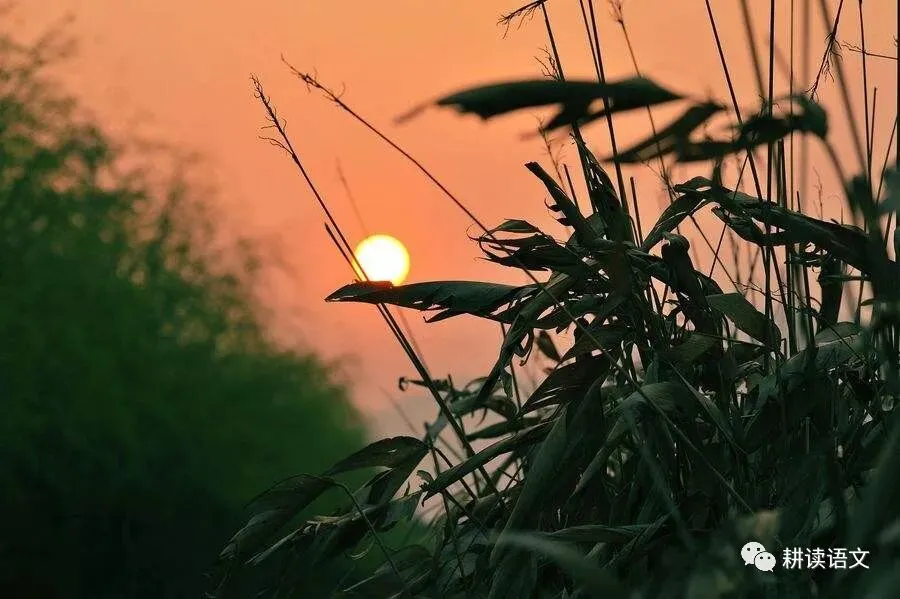 中考满分作文:托物言志类作文(范文10篇)-第9张图片-四季读书网 中考满分作文:托物言志类作文(范文10篇)-第9张图片-四季读书网