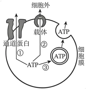 2026年四川省生物学合格性考试模拟试题和答案(附word下载) ⊙-第9张图片-四季读书网 2026年四川省生物学合格性考试模拟试题和答案(附word下载) ⊙-第9张图片-四季读书网