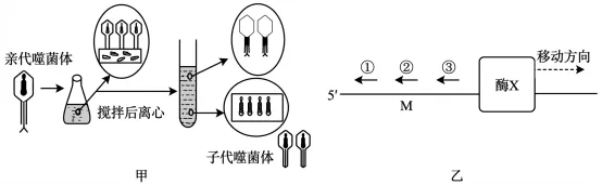 2026年四川省生物学合格性考试模拟试题和答案(附word下载) ⊙-第17张图片-四季读书网 2026年四川省生物学合格性考试模拟试题和答案(附word下载) ⊙-第17张图片-四季读书网