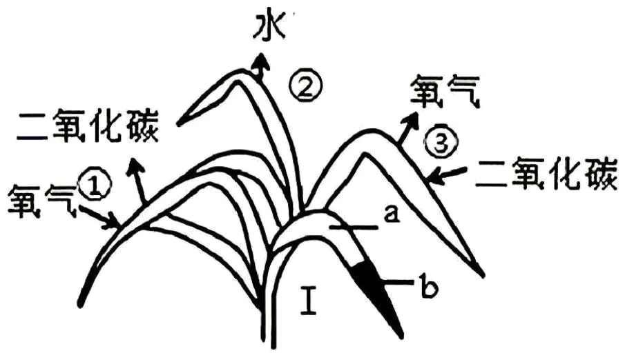 2026年湖北荆州市荆州区四校初中生物模拟考试-第3张图片-四季读书网
