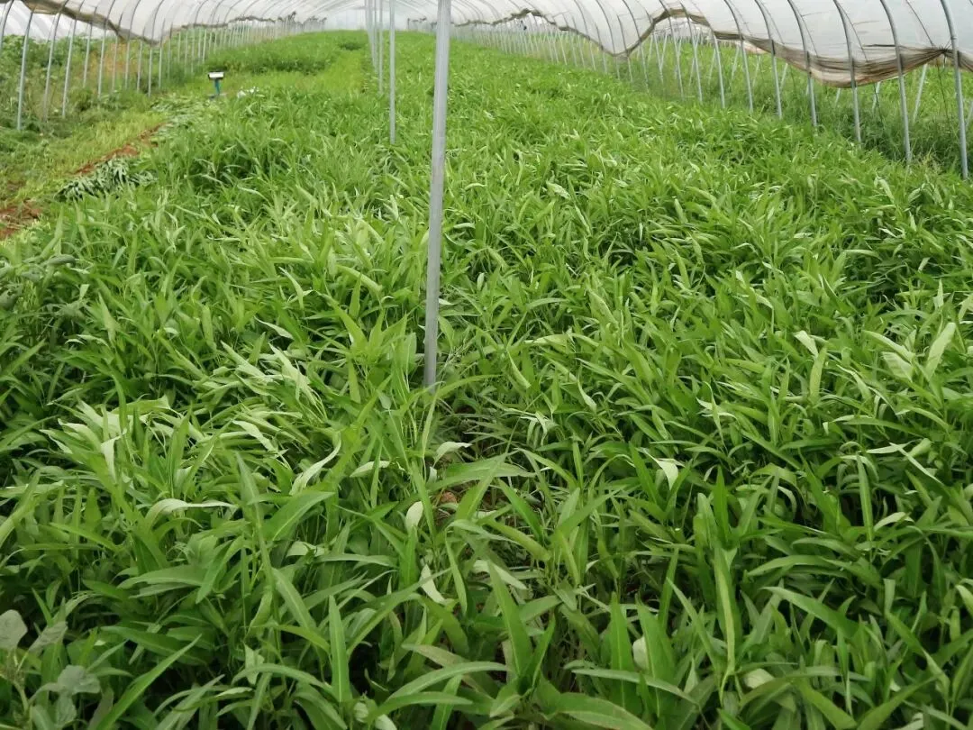 农业技术员(春季主要农作物种植技术)学习模拟考试练习题-第5张图片-四季读书网