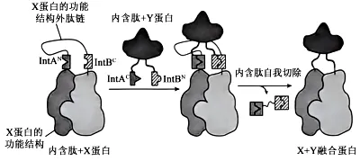 权威解读丨2026年云南高考生物真题答案超详细解析(收藏版本!)-第2张图片-四季读书网