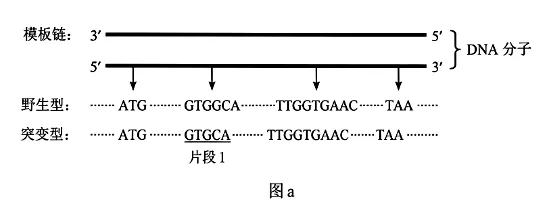 权威解读丨2026年云南高考生物真题答案超详细解析(收藏版本!)-第4张图片-四季读书网