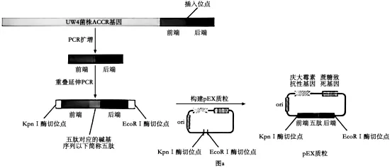 权威解读丨2026年云南高考生物真题答案超详细解析(收藏版本!)-第7张图片-四季读书网