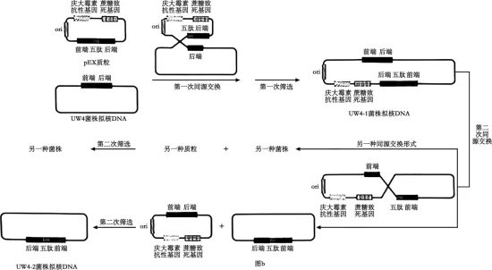 权威解读丨2026年云南高考生物真题答案超详细解析(收藏版本!)-第8张图片-四季读书网