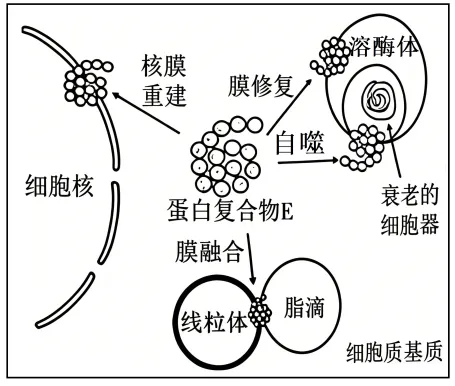 【资源建设】2026高考生物学真题(陕晋青宁卷)(Word+解析)-第1张图片-四季读书网