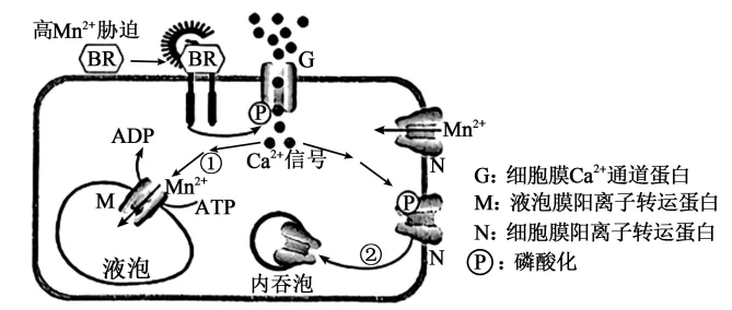 【资源建设】2026高考生物学真题(陕晋青宁卷)(Word+解析)-第3张图片-四季读书网