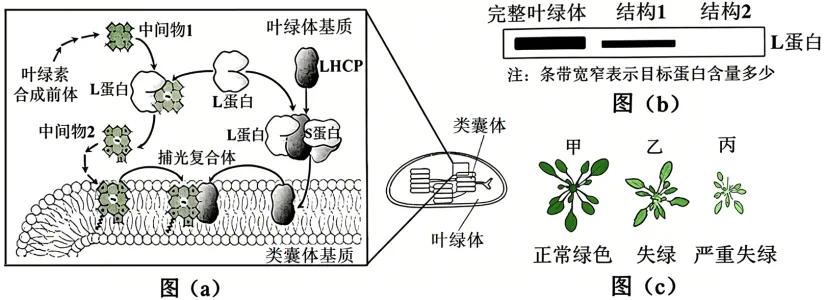 【资源建设】2026高考生物学真题(陕晋青宁卷)(Word+解析)-第8张图片-四季读书网