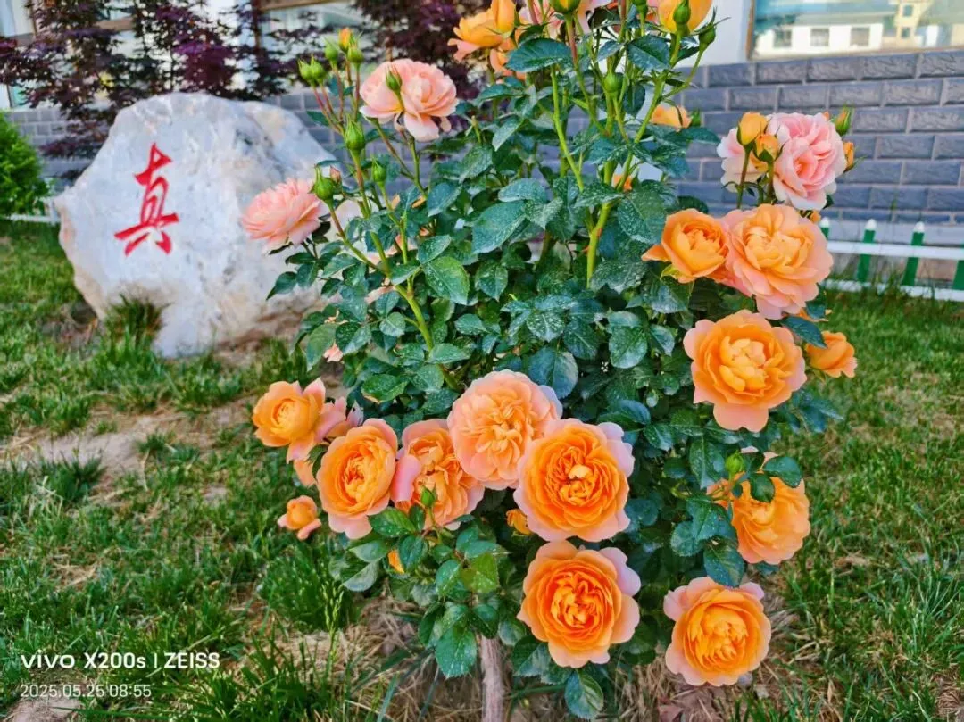 以诚为笔,以善为光——致2026届中考少年的逐梦叮咛-第7张图片-四季读书网 以诚为笔,以善为光——致2026届中考少年的逐梦叮咛-第7张图片-四季读书网