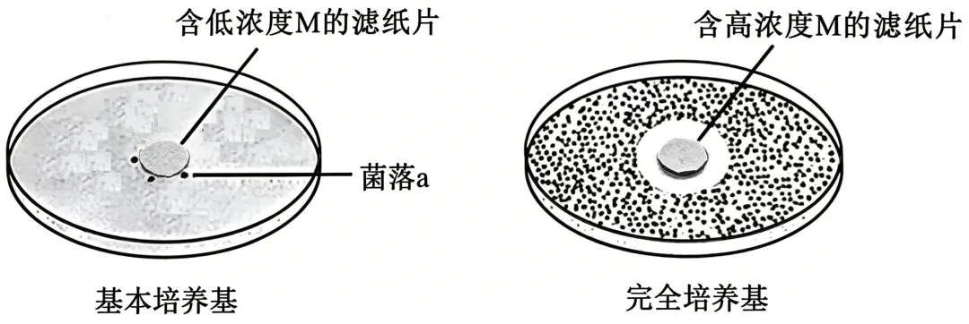 2026安徽省高考生物学真题逐题详解+溯源 +考情+考点总结(建议收藏)-第7张图片-四季读书网